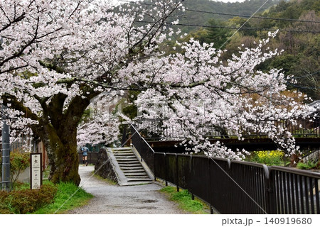 京都市山科区　安朱橋付近の山科疏水（琵琶湖疏水）と満開桜 140919680
