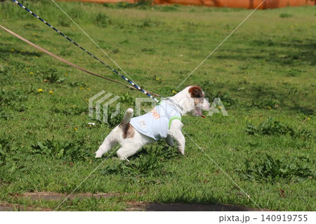 ジャックラッセルテリアの子犬 ジャックラッセルテリアの子犬 140919755