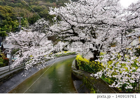 京都市山科区 安朱橋付近の山科疏水(琵琶湖疏水)と満開桜と菜の花 京都市山科区 安朱橋付近の山科疏水(琵琶湖疏水)と満開桜と菜の花 140919761