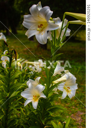 【京都風景】府立植物園 6月の梅雨の晴れ間に可憐に咲く花々 【京都風景】府立植物園 6月の梅雨の晴れ間に可憐に咲く花々 140920291