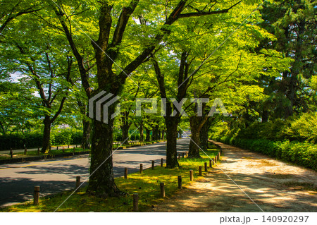 【京都風景】府立植物園 6月の梅雨の晴れ間に可憐に咲く花々 【京都風景】府立植物園 6月の梅雨の晴れ間に可憐に咲く花々 140920297