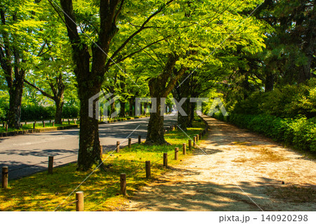 【京都風景】府立植物園 6月の梅雨の晴れ間に可憐に咲く花々 【京都風景】府立植物園 6月の梅雨の晴れ間に可憐に咲く花々 140920298