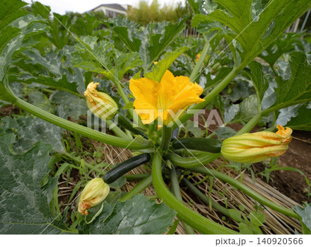 黄色い花が咲くズッキーニ畑 黄色い花が咲くズッキーニ畑 140920566