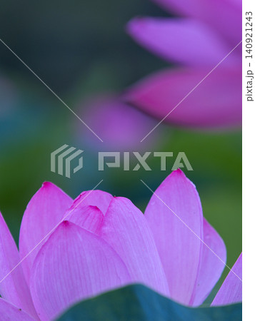 静かなハスの花 静かなハスの花 140921243