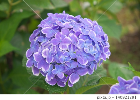 青い紫陽花 青い紫陽花 140921291