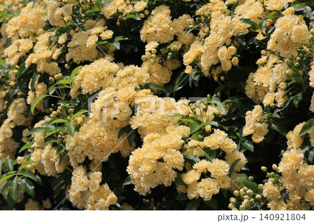 黄色のモッコウバラの花 黄色のモッコウバラの花 140921804