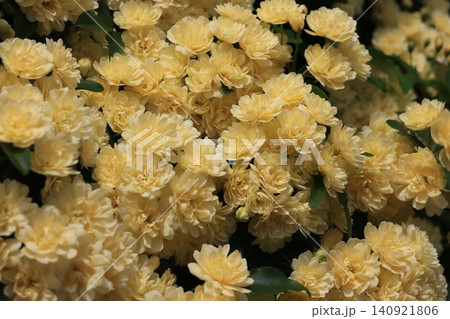 黄色のモッコウバラの花 黄色のモッコウバラの花 140921806
