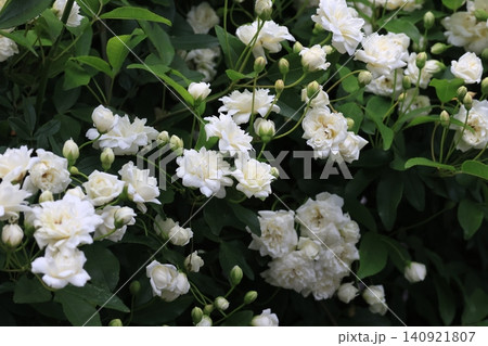 白いモッコウバラの花 白いモッコウバラの花 140921807