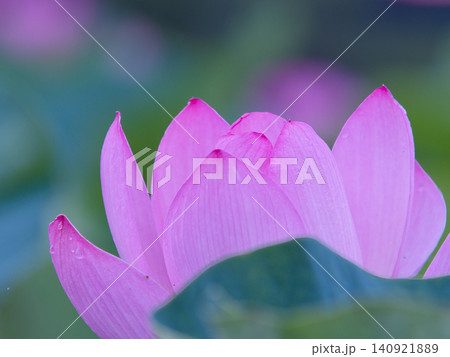 美しい蓮の花 美しい蓮の花 140921889
