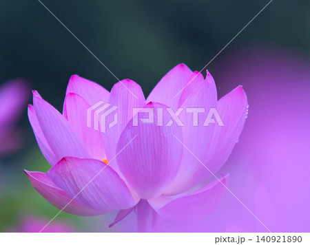 蓮の花のある風景 蓮の花のある風景 140921890