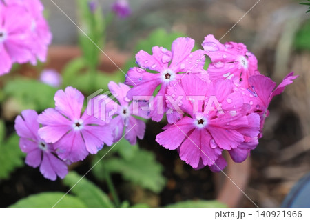 サクラソウの花 サクラソウの花 140921966