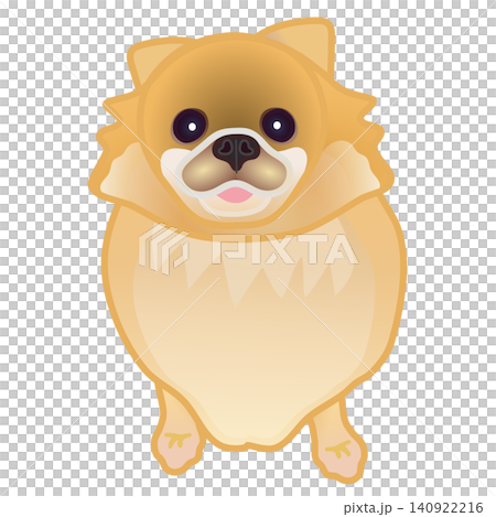 博美犬插圖 博美犬插圖 140922216