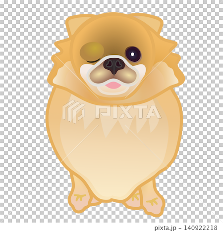 博美犬插圖 博美犬插圖 140922218