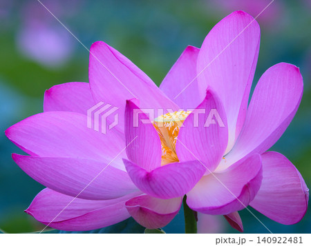 美しい蓮の花 美しい蓮の花 140922481