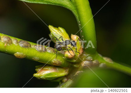Spiny ant (Polyrhachis furcata) on coffee tree  140922501