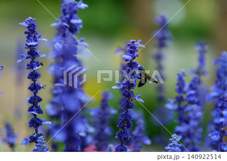 ブルーサルビアの蜜を吸いにきた台湾竹熊蜂 初夏の風景 ブルーサルビアの蜜を吸いにきた台湾竹熊蜂 初夏の風景 140922514
