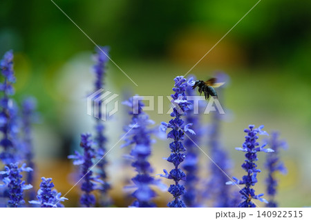 ブルーサルビアの蜜を吸いにきた台湾竹熊蜂 初夏の風景 ブルーサルビアの蜜を吸いにきた台湾竹熊蜂 初夏の風景 140922515