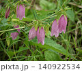 紫色のホタルブクロの花 140922534