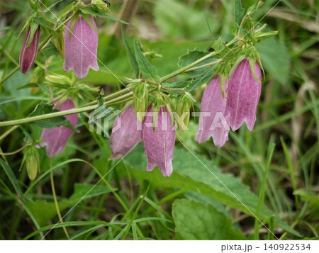紫色のホタルブクロの花 紫色のホタルブクロの花 140922534