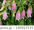 紫色のホタルブクロの花 140922535