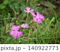 カワラナデシコのピンク色の花 140922773