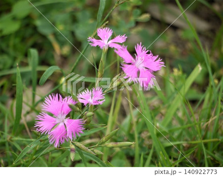 カワラナデシコのピンク色の花 カワラナデシコのピンク色の花 140922773