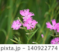 カワラナデシコのピンク色の花 140922774