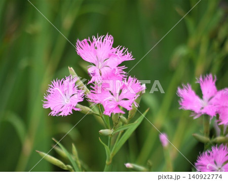 カワラナデシコのピンク色の花 カワラナデシコのピンク色の花 140922774