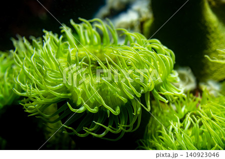 Giant green anemone sea organism in the aquarium tank. 140923046