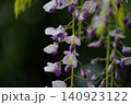 特別天然記念物・牛島の藤 樹齢1200年の見事な藤棚から垂れ下がる美しい藤の花 140923122