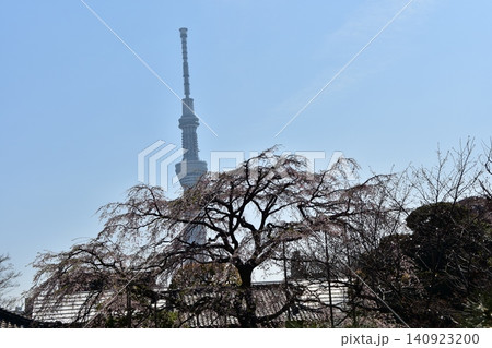 日本の東京 春の浅草 浅草寺の伝法院庭園から見た東京スカイツリー 美しい青空と葉桜 日本の東京 春の浅草 浅草寺の伝法院庭園から見た東京スカイツリー 美しい青空と葉桜 140923200