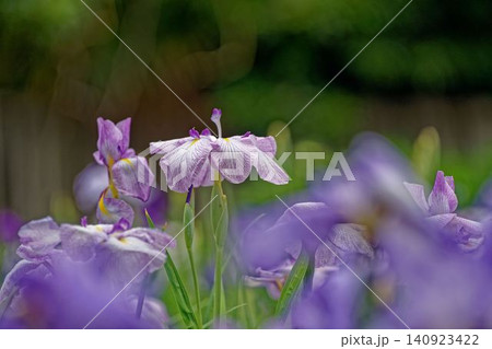 花菖蒲園に紫と白色の菖蒲の花が咲いています 花菖蒲園に紫と白色の菖蒲の花が咲いています 140923422