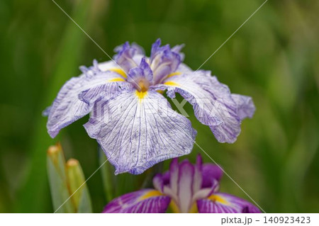 梅雨の晴れ間に咲く花菖蒲 梅雨の晴れ間に咲く花菖蒲 140923423