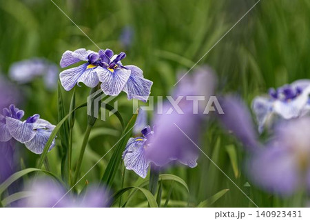 花菖蒲園に紫と白色の菖蒲の花が咲いています 花菖蒲園に紫と白色の菖蒲の花が咲いています 140923431