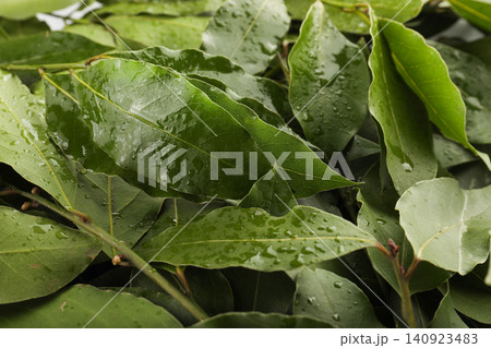 Bright bay leaves glisten with moisture, ready for culinary use 140923483