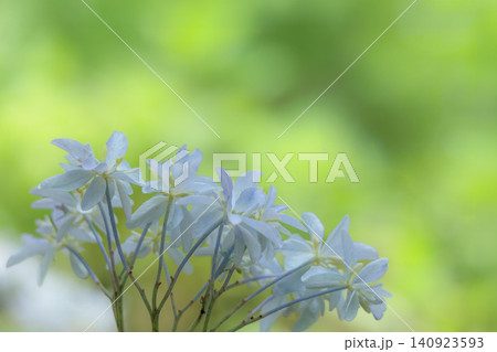 梅雨空に色彩鮮やかに咲き誇るアジサイの花 梅雨空に色彩鮮やかに咲き誇るアジサイの花 140923593