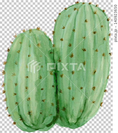 Watercolor Green Barrel Cactus Hand Painted Element Watercolor Green Barrel Cactus Hand Painted Element 140923650