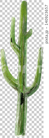 Watercolor Tall Green Cactus Element Watercolor Tall Green Cactus Element 140923657