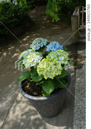 あじさいの花 あじさいの花 140923760