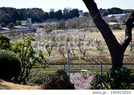 水戸の梅まつり 2026-3-12 #108 水戸の梅まつり 2026-3-12 #108 140923850
