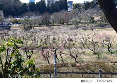 水戸の梅まつり　2026-3-12　＃109 140923851