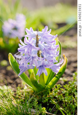 Blue Hyacinth Flower in Garden under Soft Morning Light 140923931