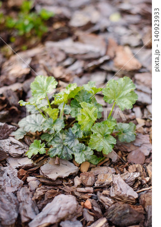 Title: Young Heuchera Green Space Plant in Pine Bark Mulch 140923933