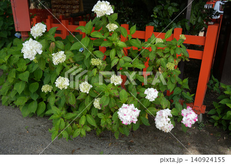 紫陽花の花 紫陽花の花 140924155