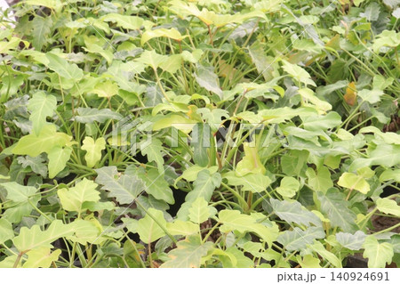 Philodendron xanadu, synonym Thaumatophyllum xanadu leaf plant Philodendron xanadu, synonym Thaumatophyllum xanadu leaf plant 140924691