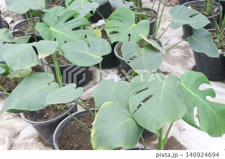 Monstera deliciosa plant on nursery for sell Monstera deliciosa plant on nursery for sell 140924694