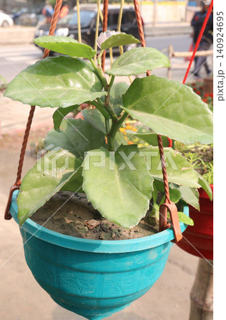 Kalanchoe pinnata plant on nursery Kalanchoe pinnata plant on nursery 140924695