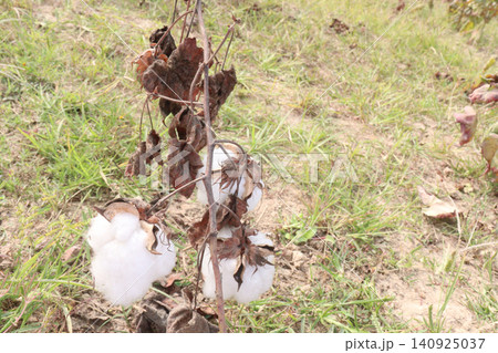 peruvian pima cotton on tree in farm peruvian pima cotton on tree in farm 140925037