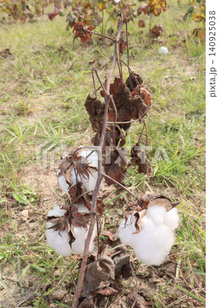 peruvian pima cotton on tree in farm peruvian pima cotton on tree in farm 140925038
