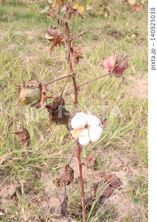 peruvian pima cotton on tree in farm peruvian pima cotton on tree in farm 140925039